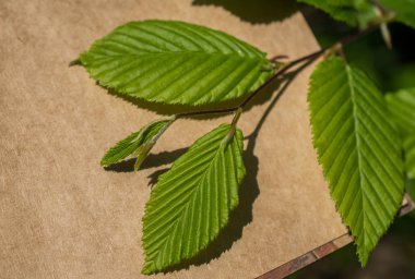 Bir not defteri sayfası üzerinden ağaç yaprak