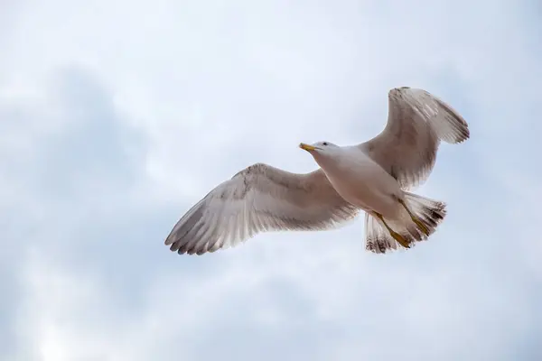 Single seagull flying in a cloudy sky — Stock Photo, Image