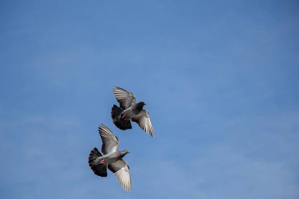 Pombos gêmeos voando no ar — Fotografia de Stock