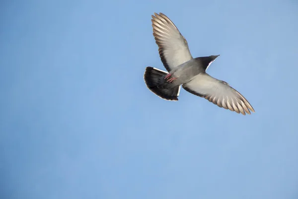Pigeon solitaire volant dans l'air — Photo