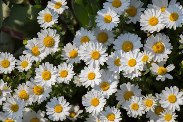 Kwiaty piękne daisy jako tło — Zdjęcie stockowe