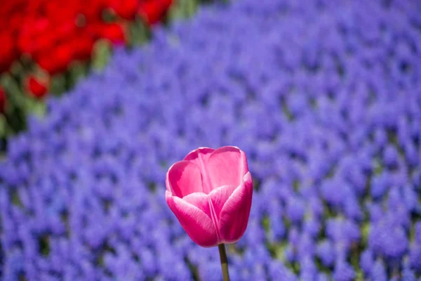 Цветок тюльпана в весенний сезон — стоковое фото