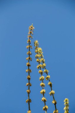 Büyüyen bir ağacın parlak ve hassas bir görüntüsü.