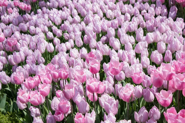 Bunte Tulpenblüten Als Hintergrund — Stockfoto