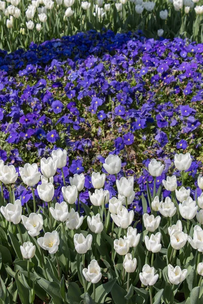 Tulipan Kwiaty Kwitnące Sezonie Wiosennym — Zdjęcie stockowe