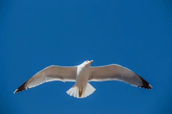 Enkele Zeemeeuw Vliegen Een Blauwe Lucht Als Achtergrond — Stockfoto