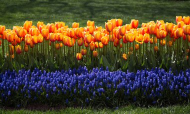 Portakal rengi Lale Çiçek bahçesinde