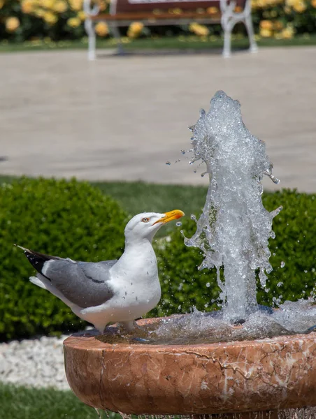 Una Sola Gaviota Encontrada Lado Una Fuente —  Fotos de Stock