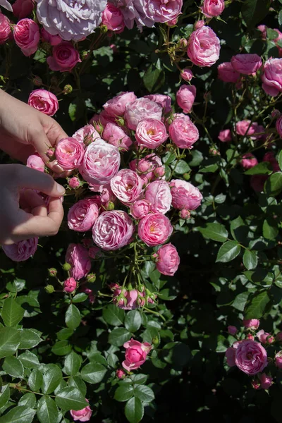 Lindas Rosas Frescas Mão — Fotografia de Stock