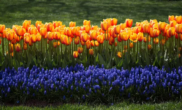 Portakal rengi Lale Çiçek bahçesinde