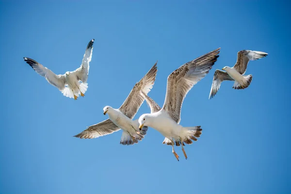 Troupeau de mouettes qui skient dans le ciel — Photo