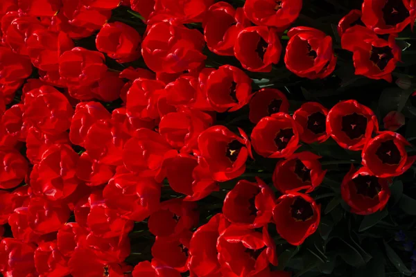 Fiori di tulipano di colore rosso in giardino — Foto Stock