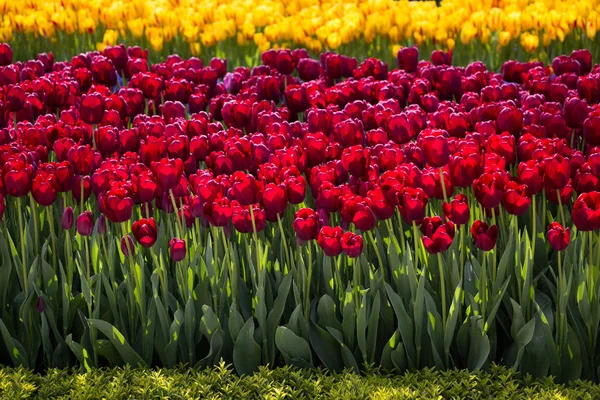 Rote Farbe Tulpenblüten im Garten — Stockfoto
