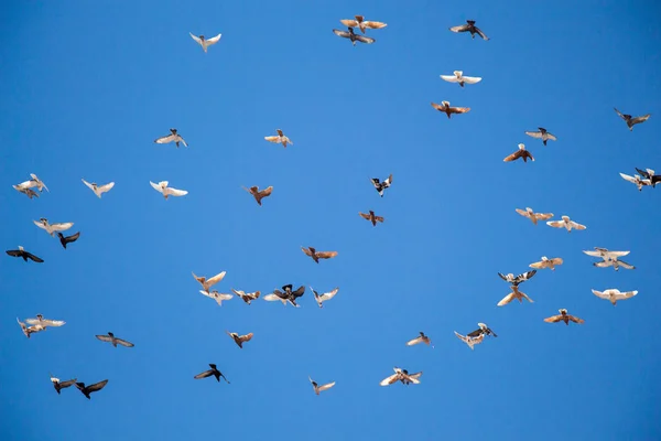 Vogelschwarm Fliegt Den Blauen Himmel — Stockfoto