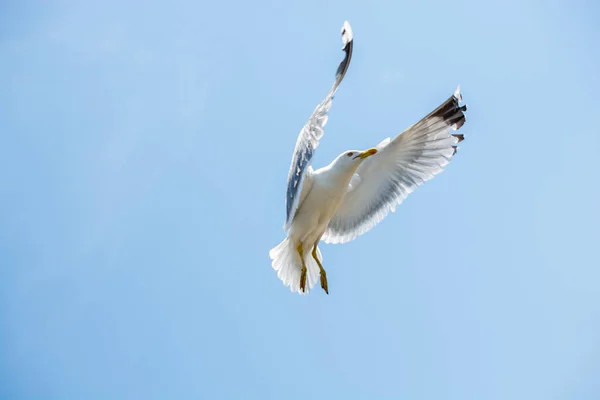 Single seagull flying in a sky — Stock Photo, Image