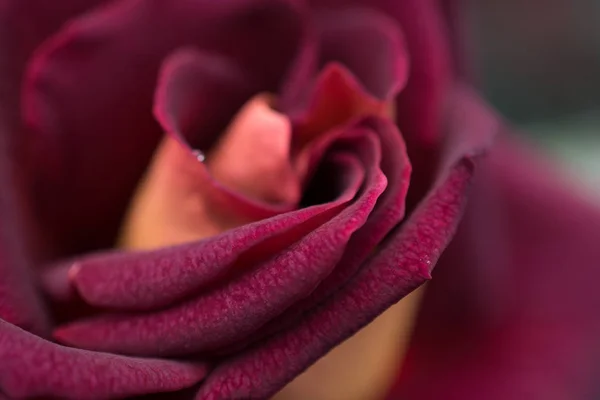 Όμορφο Τριαντάφυλλο Κοντινή Απόσταση — Φωτογραφία Αρχείου