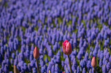 İlkbaharda açan laleler 