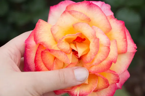 Beautiful colorful Rose Flower in hand — Stock Photo, Image