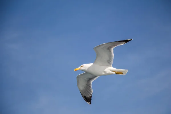 Gaivota única voando em azul um céu — Fotografia de Stock