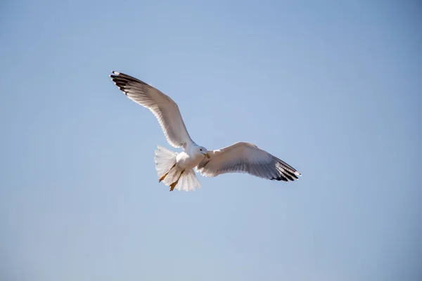 Gaivota única voando em um céu — Fotografia de Stock