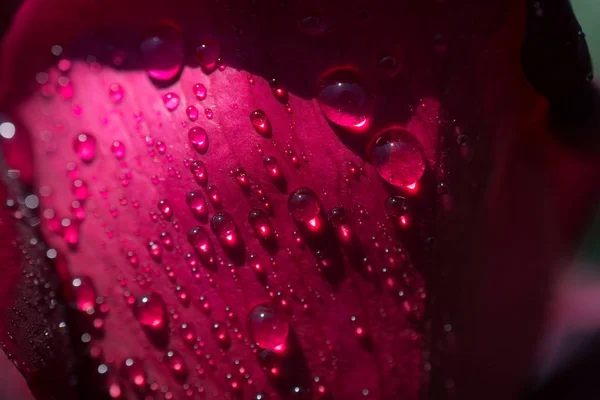 Linda Rosa Colorida Com Gotas Água Sobre Ele — Fotografia de Stock