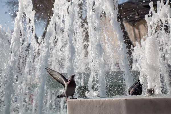 City pigeons by the side of water at a fountain