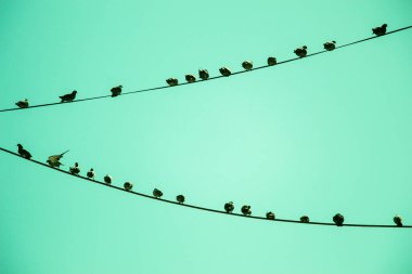 Tel gökyüzü arka plan ile güvercin tünemiş