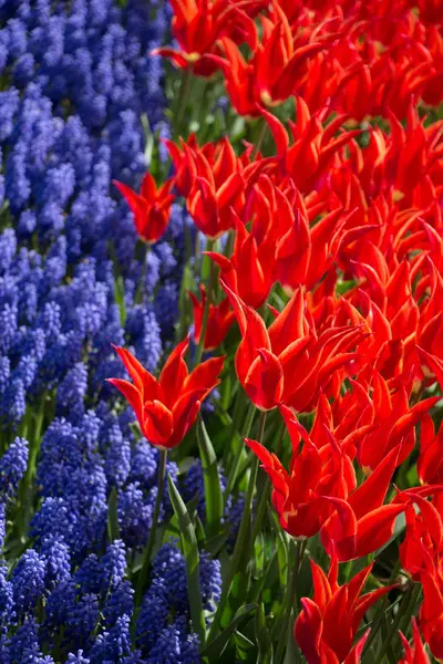 Tulipa Flores Florescendo Temporada Primavera — Fotografia de Stock