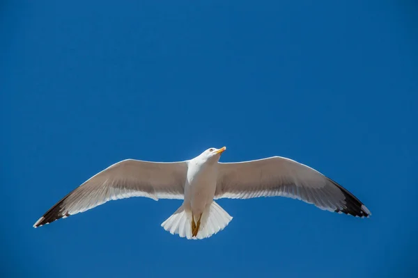 背景として青い空を飛ぶ一羽のカモメ — ストック写真