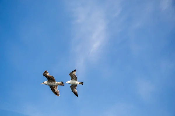 Две чайки летят в небе — стоковое фото