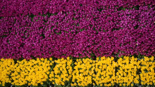 背景としてカラフルなチューリップの花 — ストック写真