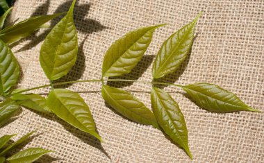 Keten brandaya yerleştirilmiş yeşil yapraklar