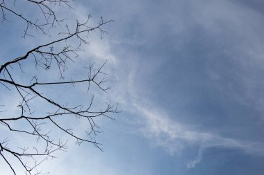 Büyüyen bir ağacın parlak ve hassas bir görüntüsü.