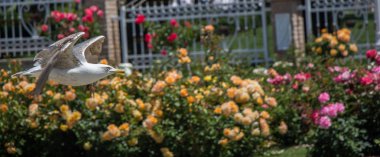 Parkta gül taşıyan tek bir martı.