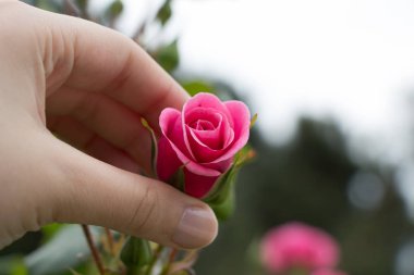 Renkli bir gül çiçeğini tutarken