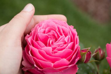 Renkli bir gül çiçeğini tutarken