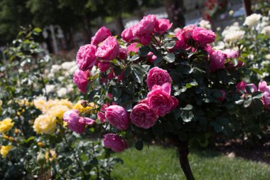 Gül ağacında pembe güller