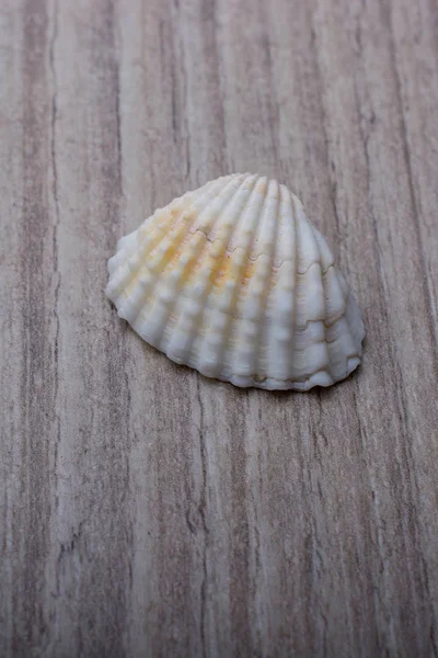 Little Gold Colored Seashell Grey Background — Stock Photo, Image