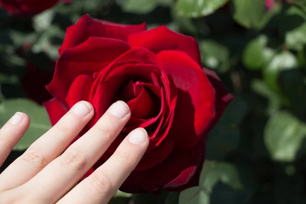 Hand Met Een Kleurrijke Rose Flower — Stockfoto