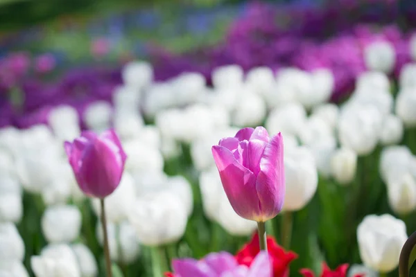 Tulpenblumen Blühen Frühling — Stockfoto