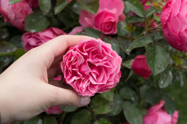 Bahçe arka planında güzel renkli gül çiçeği