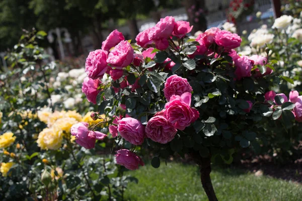 Rose tree with pink roses in a rose garden