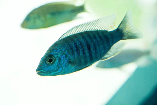 Vakker Fargerik Fisk Svømmer Akvariemiljøet – stockfoto