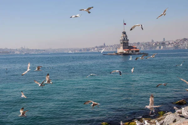 Martılar ve genç kızları Kulesi Istanbul'da
