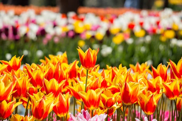 Orangefarbene Tulpenblüten im Garten — Stockfoto
