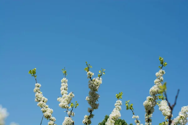 Bloemen bloeien in het voorjaar in bomen — Stockfoto