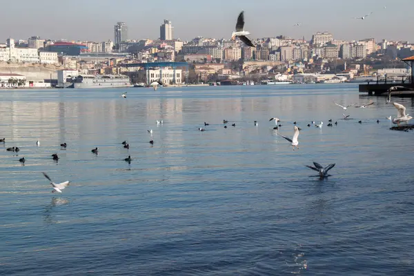 Zwerm vogels op het water met water achtergrond — Stockfoto