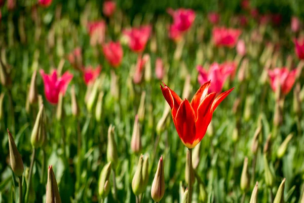 Tulipany kwitnące wiosną — Zdjęcie stockowe