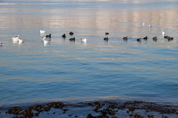 Vogelschwarm auf Wasser mit Wasserhintergrund — Stockfoto