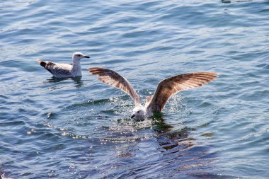 Deniz suyundaki martılar